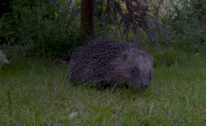 Hedgehog-on-a-lawn-at-dusk-Fiona-Oades,-Surrey