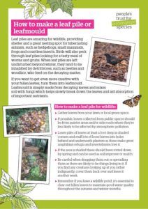 How to make a leaf pile or leafmould