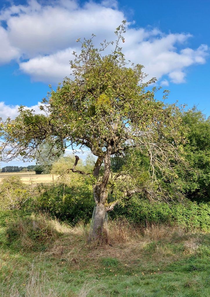Old Bramley tree, Rough Hill, Laura Bower