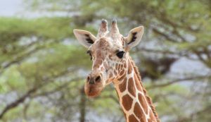 Ali Hussein Giraffe Kenya