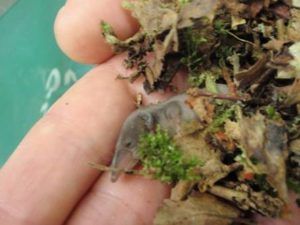 Baby pygmy shrew by Julie Mottishaw