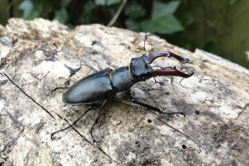 Charlie Cutt male stag beetle - Stag beetles in woodlands