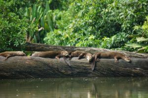 group of giant otters on a tree trunk