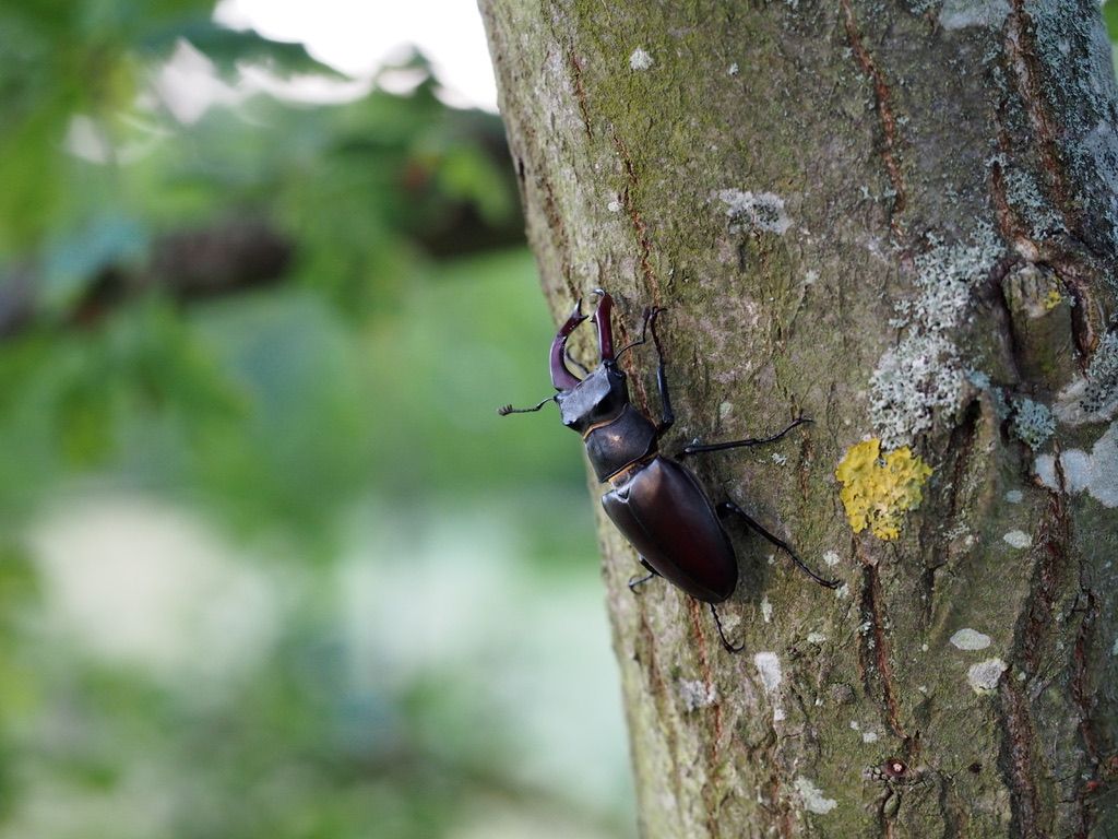 Hazel Sydenham male stag beetle