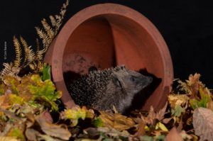 State of Britain's Hedgehogs 2022