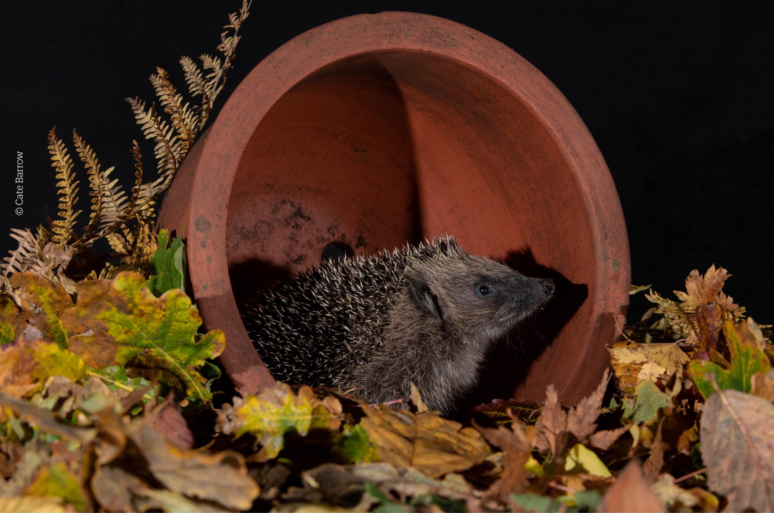 Hedgehog in a planter by Cate Barrow