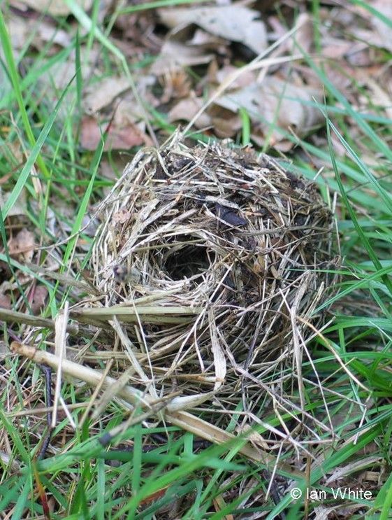 Hibernation-nest-Ian-white