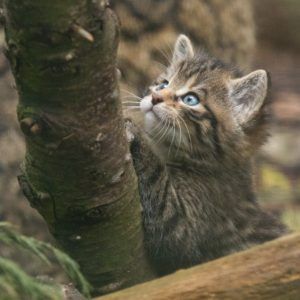 Kitten in tree (Credit RZSS) Thumbnail