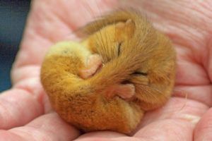 a torpid dormouse in hand
