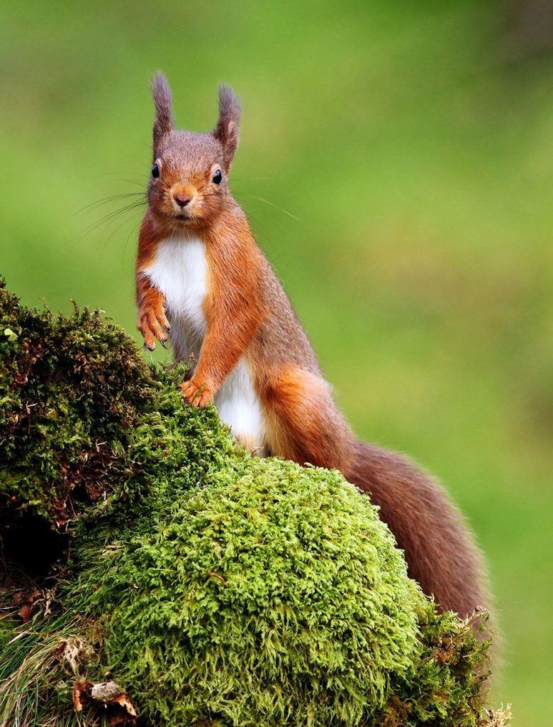 red squirrel on mossy rock