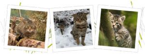 Saving wildcats - three cats in frames - appeal page