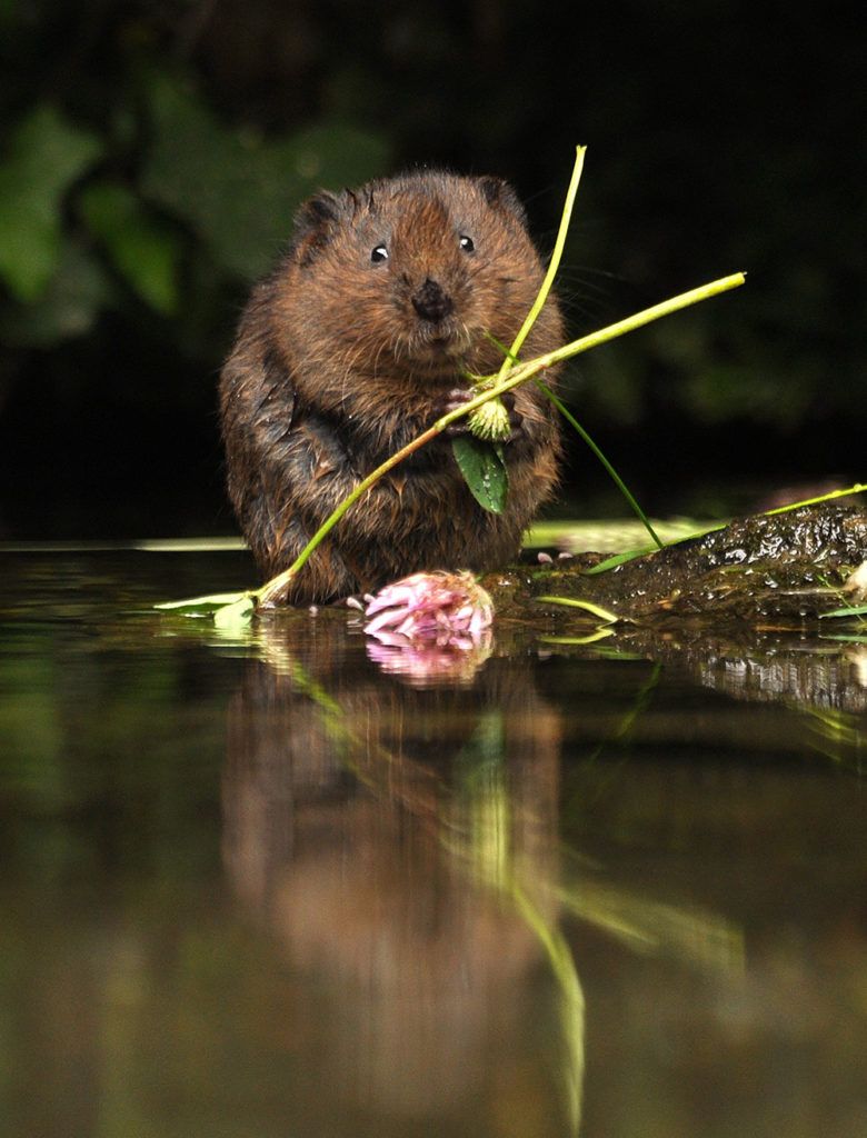 water vole holding stems