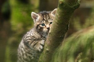 Wildcat Kitten (Credit RZSS)