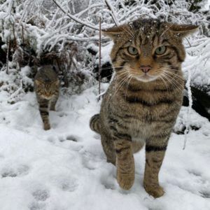 Wildcats_in_snow-Credit-Saving-Wildcats