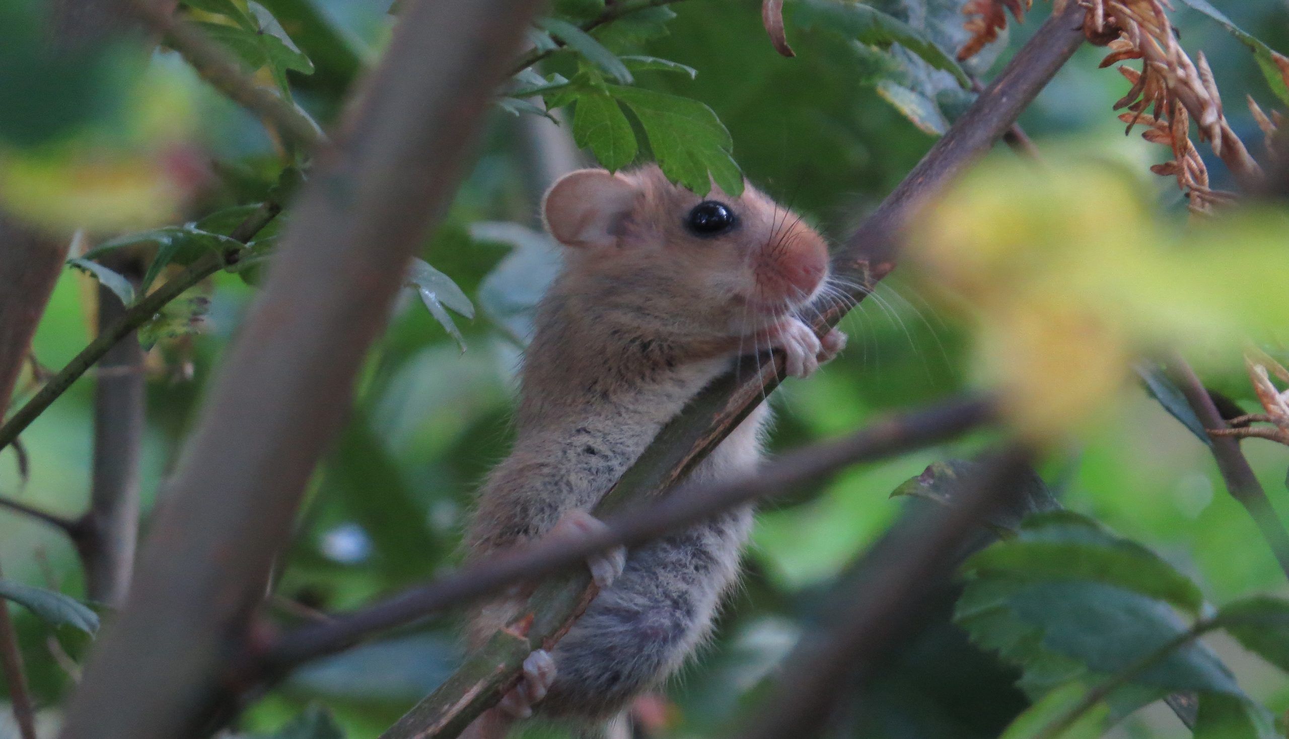 Young dormouse 2 Study hedge Locks Park 29 October 2013 Robert Wolton free to use