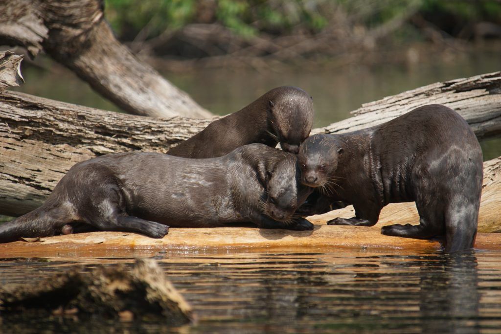 trio of giant otters