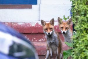 Two foxes by Paul Saunders