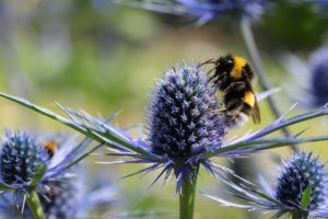 Bee on thistle by iStockphoto.com Alan_Lagadu