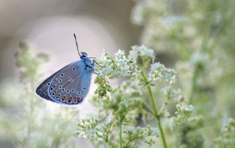 Common Blue butterfly - polyommatus icarus MarkMirror Shutterstock.com My Garden