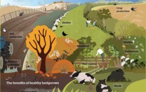 Healthy-hedgerows-illustration. 460 x 290 thumbnail