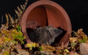 Hedgehog-in-a-planter-by-Cate-Barrow-thumbnail