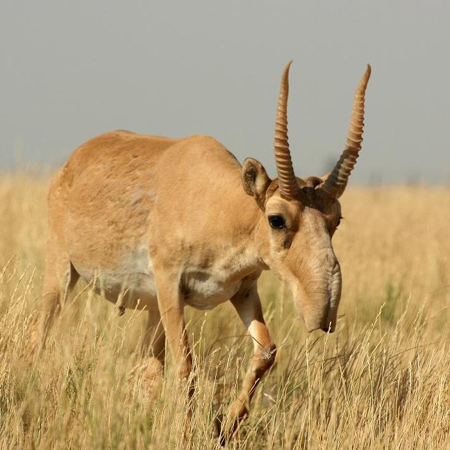 Saiga male