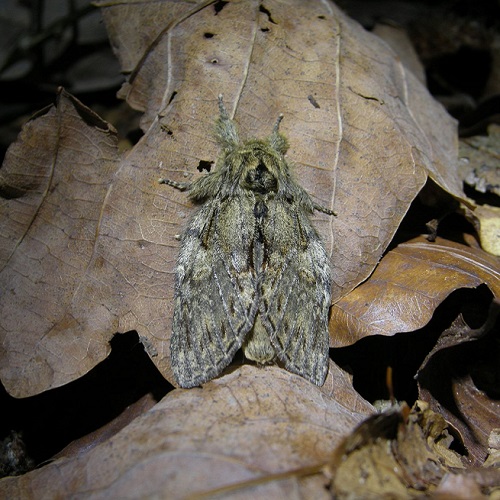 Great Prominent moth