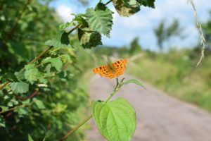 Comma-butterfly-in-hedge-Credit-Megan-Gimber