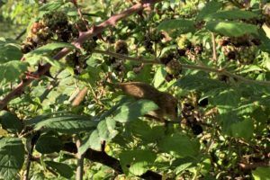 Hedgerow management for dormice