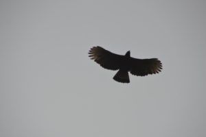 Eagle-flying-by-Tashkin-Meza-