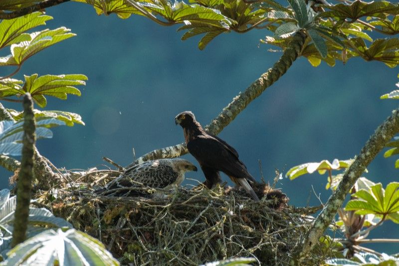 Murray Cooper black and chestnut eagle nest Ecuador Neblina Reserve