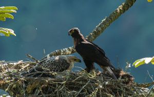 Murray-Cooper-black-and-chestnut-eagle-nest-Ecuador-Neblina-Reserve-thumbnail