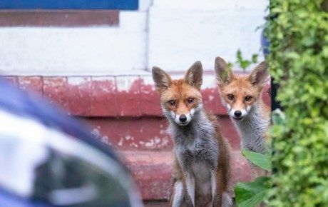 Paul Saunders - Two foxes - Living with mammals survey 2022