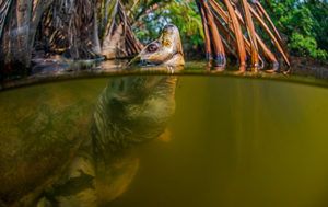 Sundarbans-Northern-river-terrapin-by-Dhritiman-Mukherjee-thumbnail