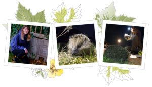 Three-hedgehogs-in-frames-Spring