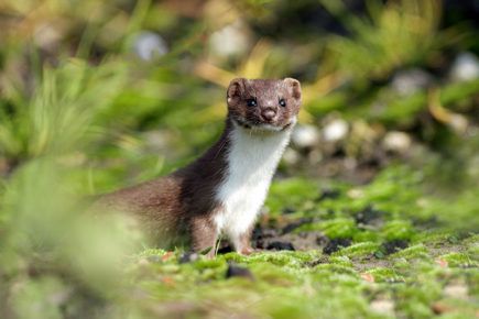 Weasel - People's Trust for Endangered Species