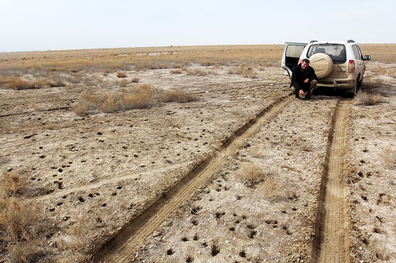 Accessing this area is difficult without good vehicles which offers some hope for saiga against poaching.