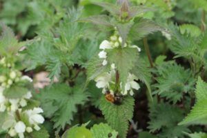 Bee_foraging_deadnettle-by-Sarah-Barnsley