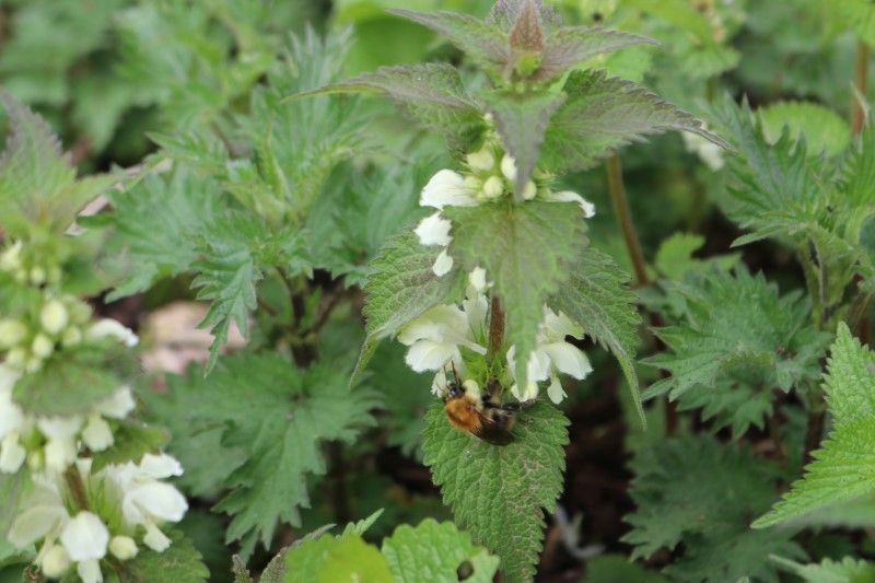 Hedgerow plant diversity. Bee foraging deadnettle by Sarah Barnsley