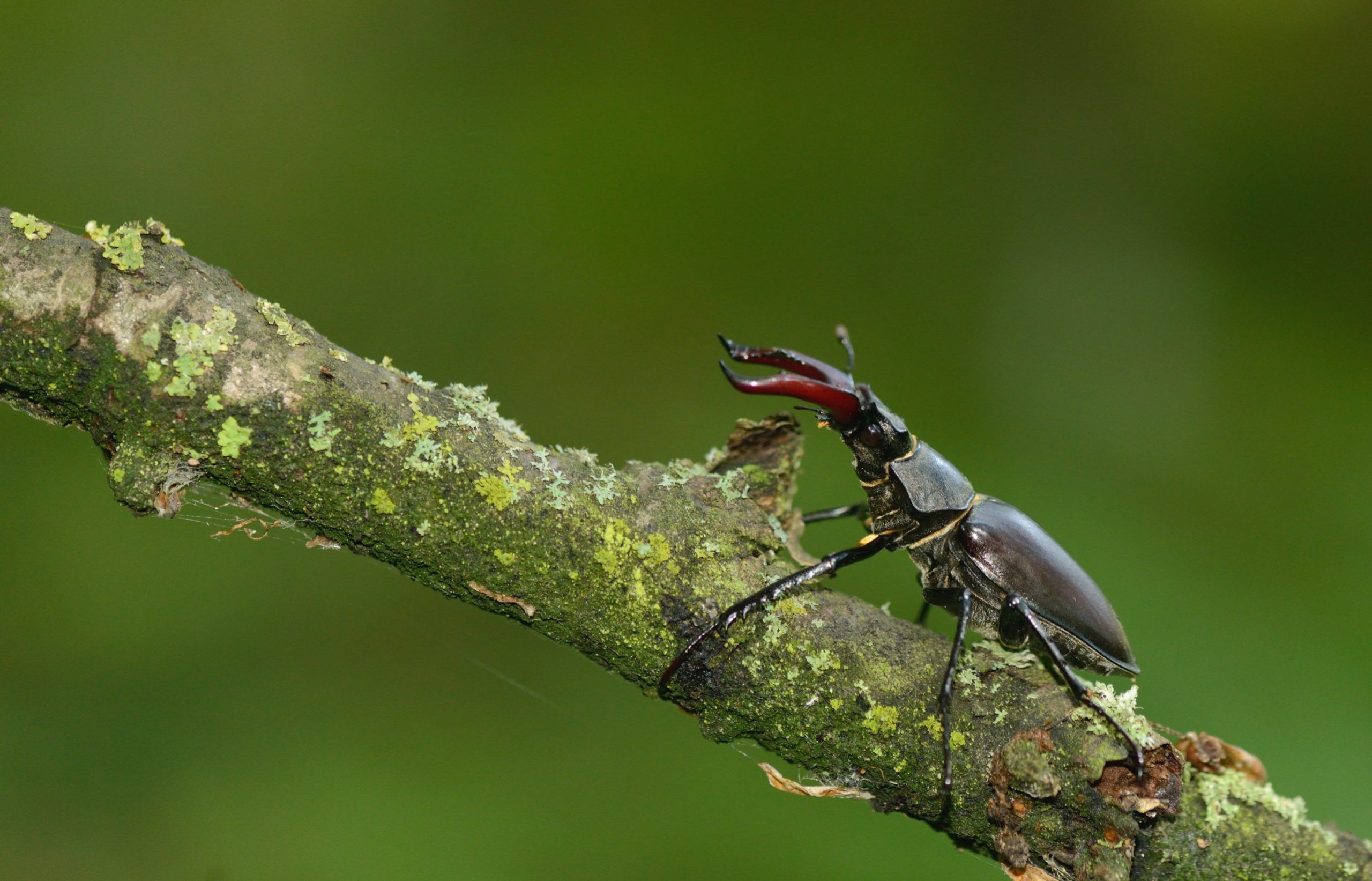 Ben Andrews - Male Stag beetle