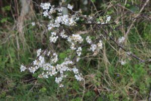 Blackthorn-blossom-by-Sarah-Barnsley