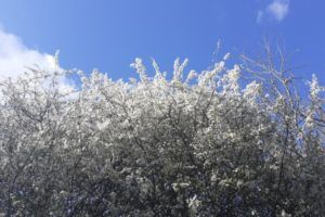 Blossom-hedge-by-Megan-Gimber
