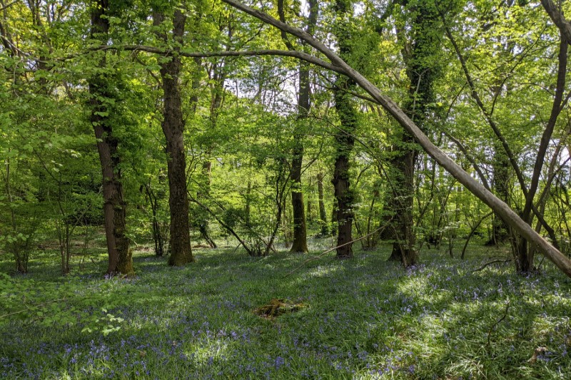 Briddlesford Woods May 2022