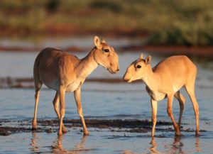 Female-saiga-antelope-with-her-young-Eugeny-Polonsky