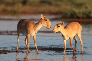 Female-saiga-antelope-with-her-young-Eugeny-Polonsky
