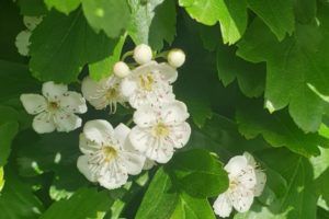 Hawthorn-blossom-by-Sarah-Barnsley