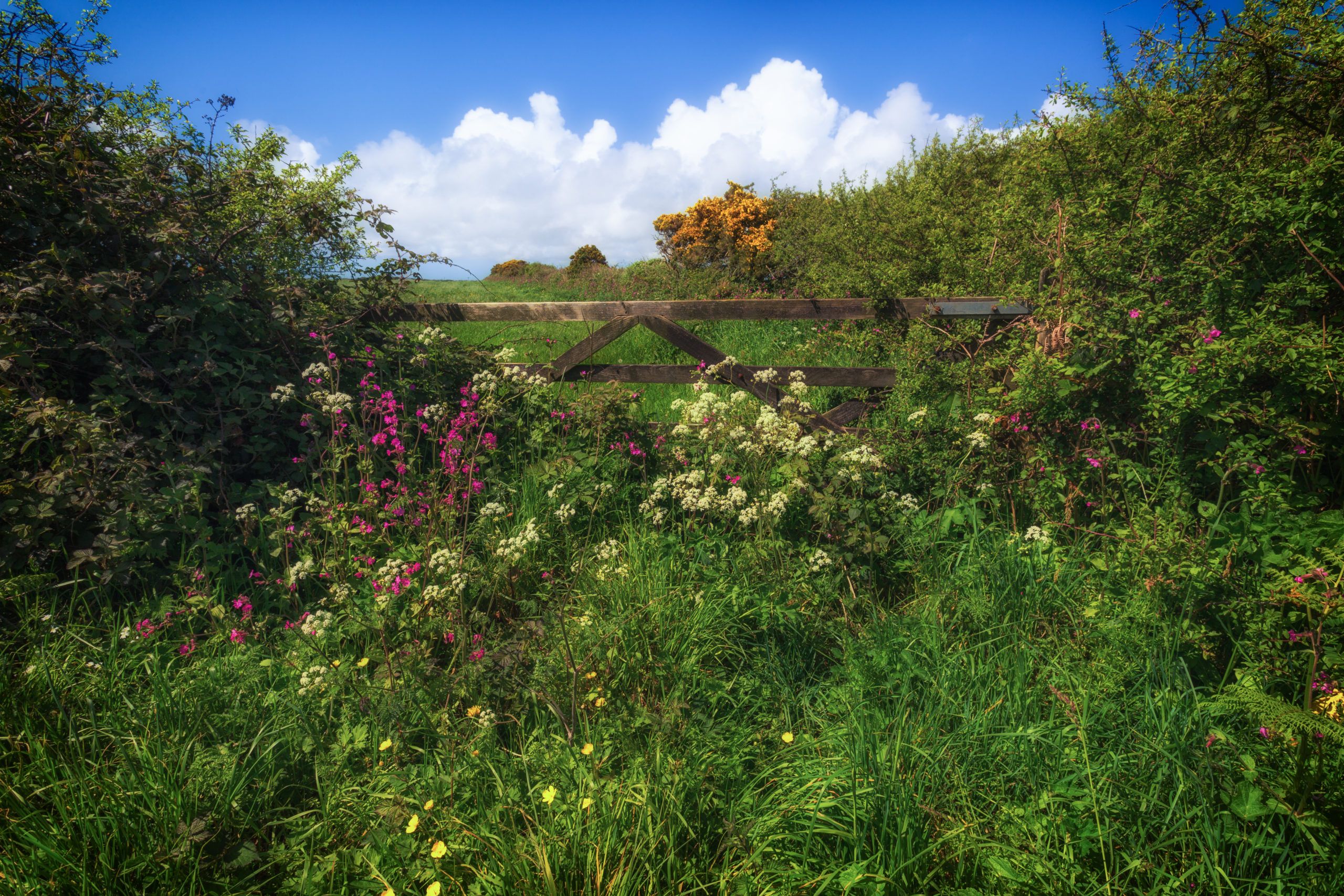 Hedgerow gate By Paul Nash Shutterstock