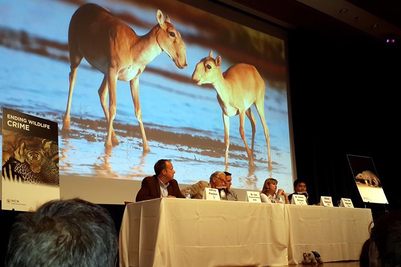 Lena highlights the issue of saiga poaching at an international wildlife crime conference.
