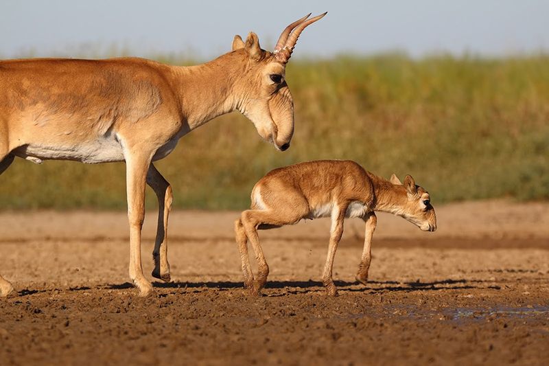 Male antelope control a harem of females, fathering all their young.
