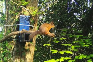 Red-Squirrel-in-Briddlesford-woods-